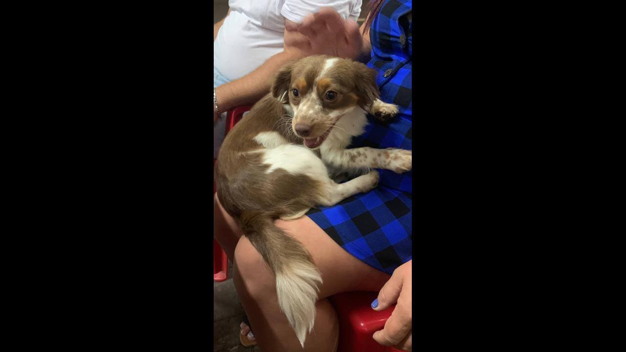 Cachorra é encontrada no bairro Tarumã