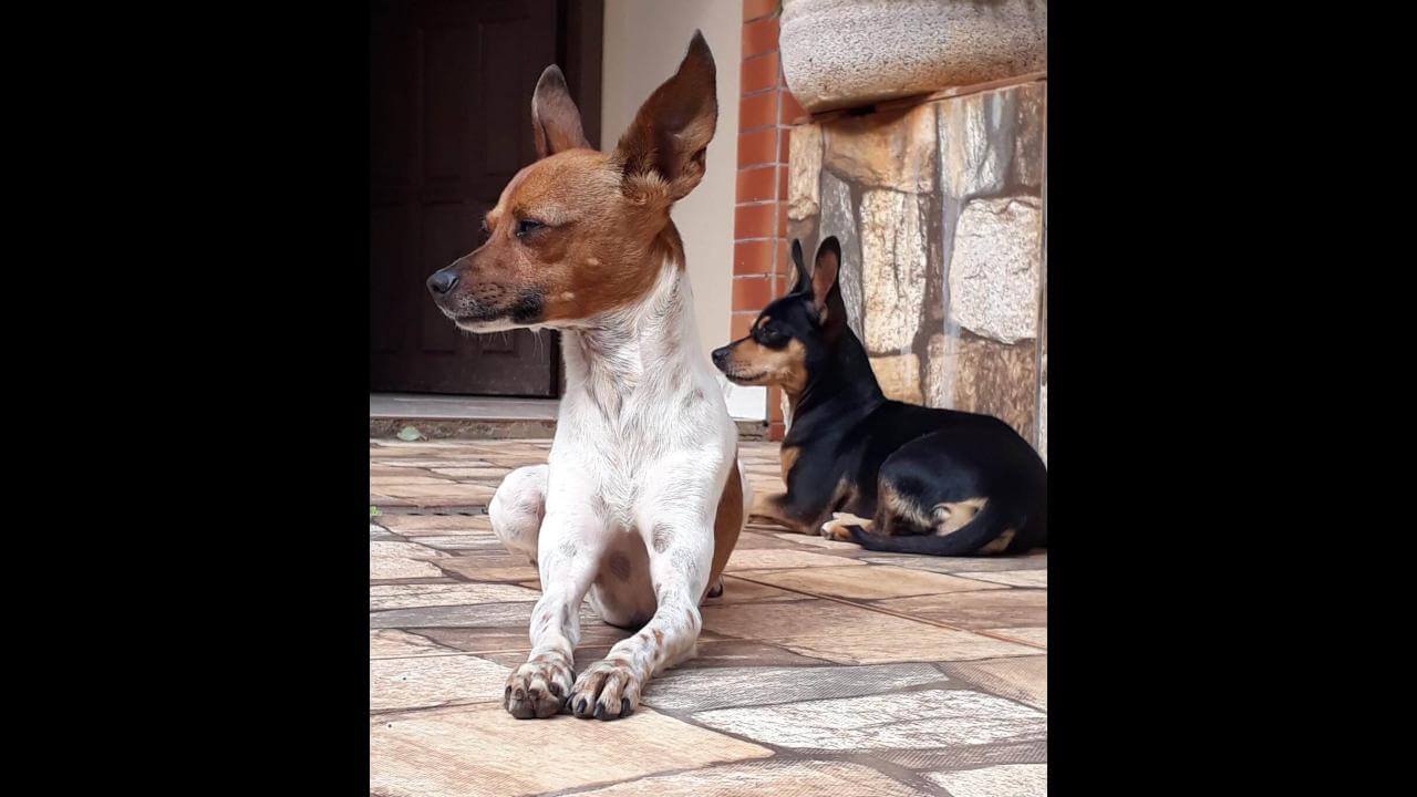 Cachorra Nina e Snoop desapareceu no bairro Brasmadeira