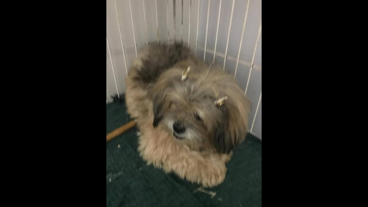 Cachorra é encontrada no bairro Claudete