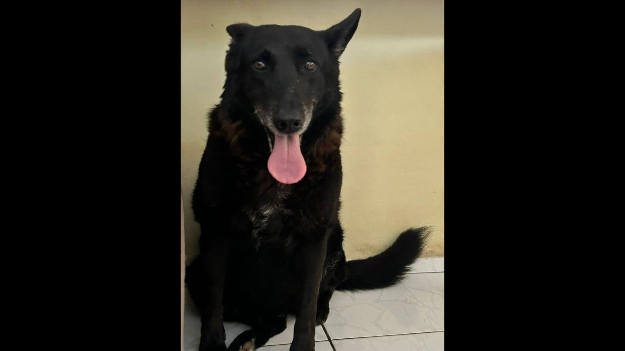 Cachorra Lisa desapareceu no bairro Santo Onofre