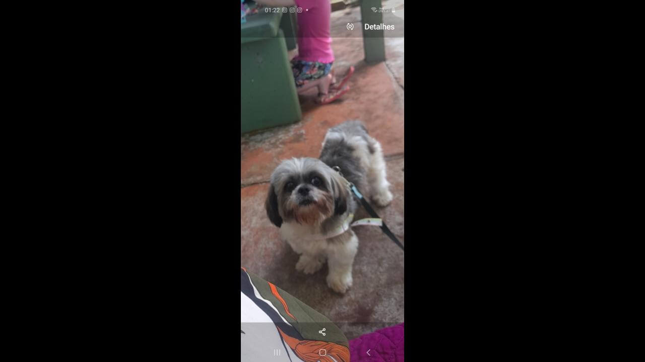Cachorro Nick desapareceu no bairro Guarujá