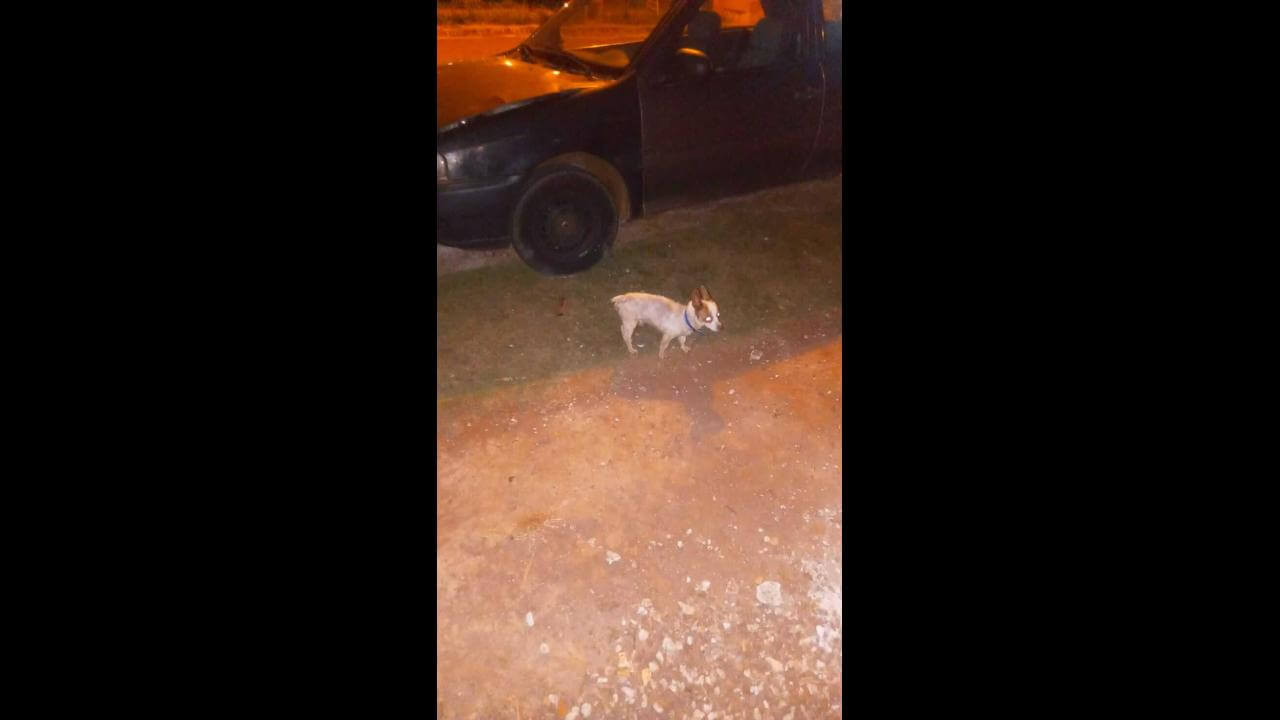 Cachorro é encontrado no bairro Cascavel Velho
