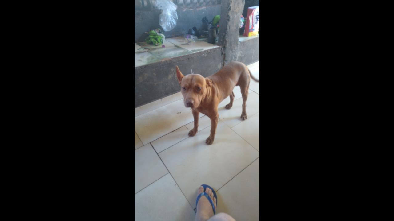 Cachorro é encontrado no bairro Cancelli