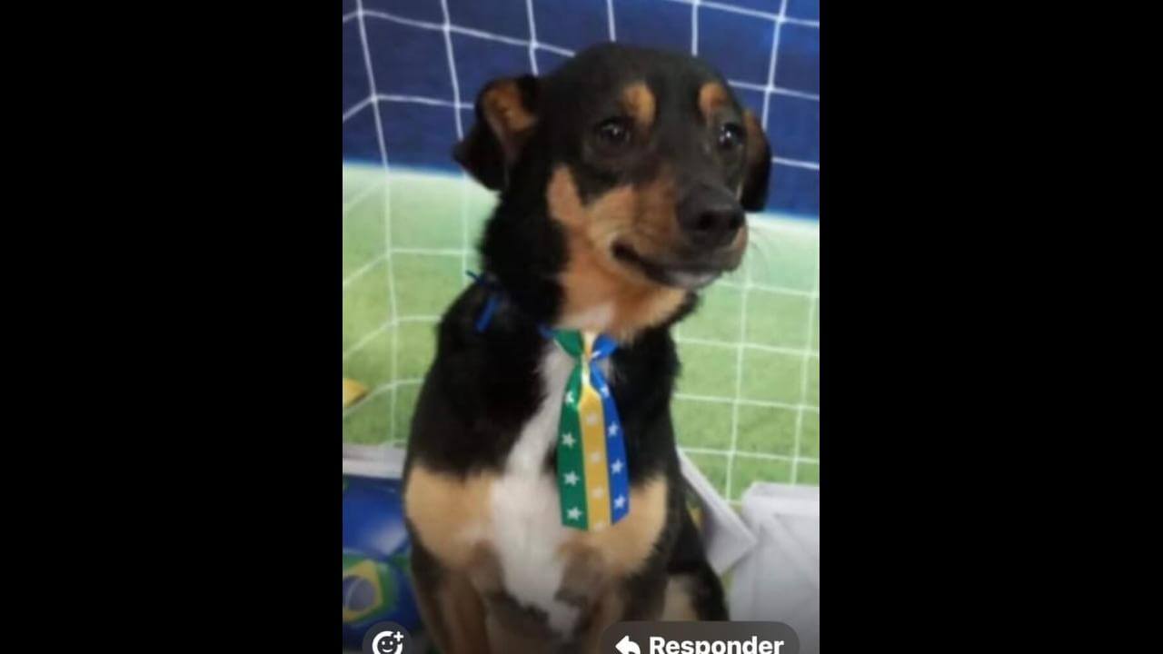 Cachorro Chocolate desapareceu no bairro Parque Verde