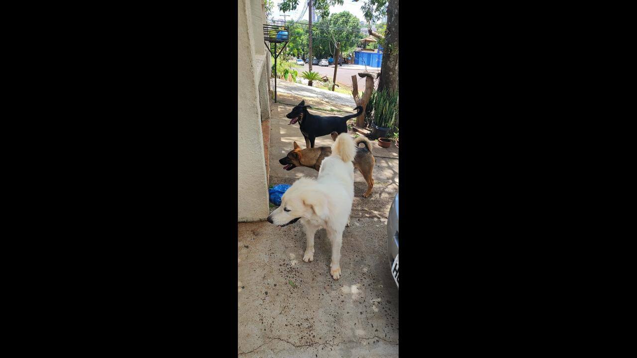 Cachorro é encontrado no bairro Pioneiros Catarinenses