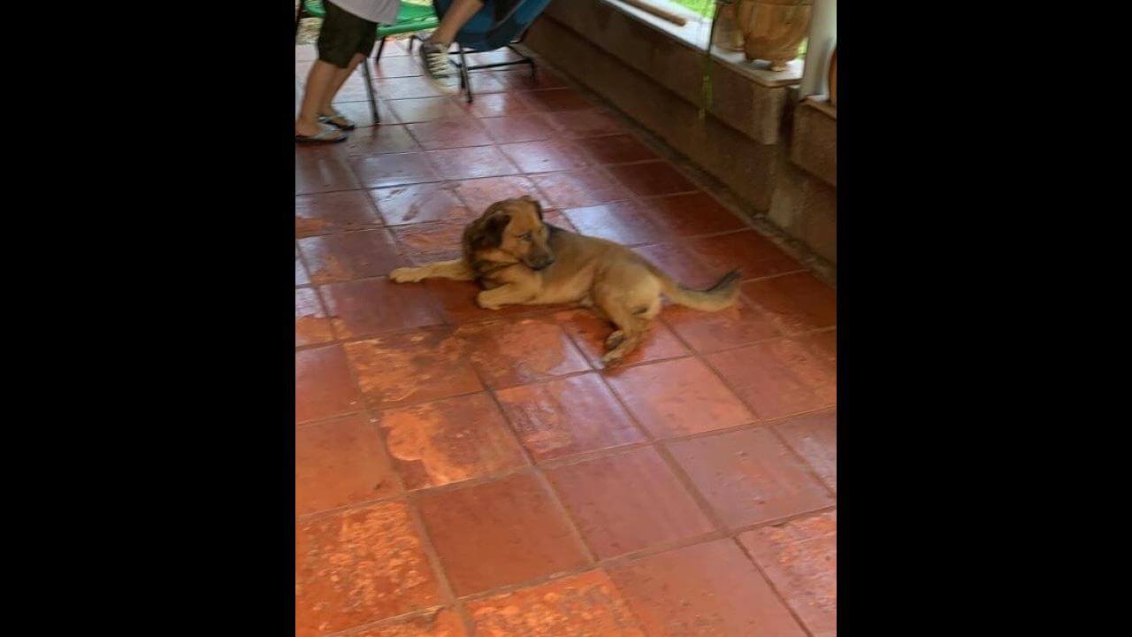 Cachorro Zeus desapareceu no bairro Parque Verde
