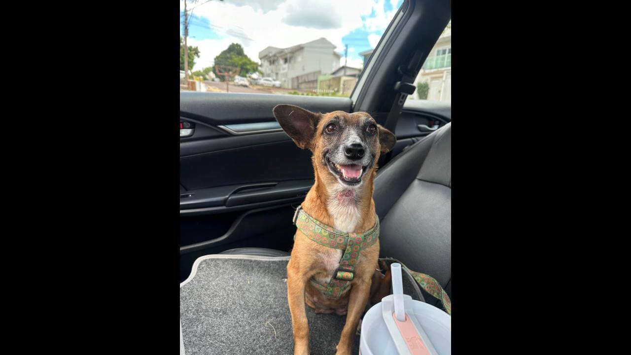 Cachorra Kira desapareceu no bairro Parque São Paulo