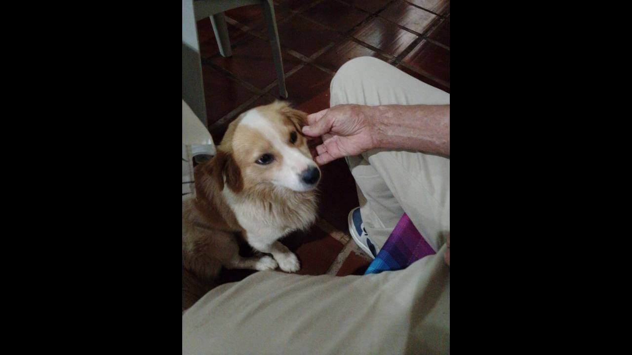 Cachorro é encontrado no bairro Country