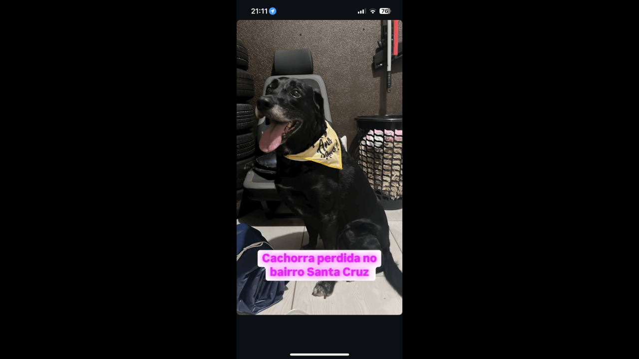 Cachorra é encontrada no bairro Santa Cruz