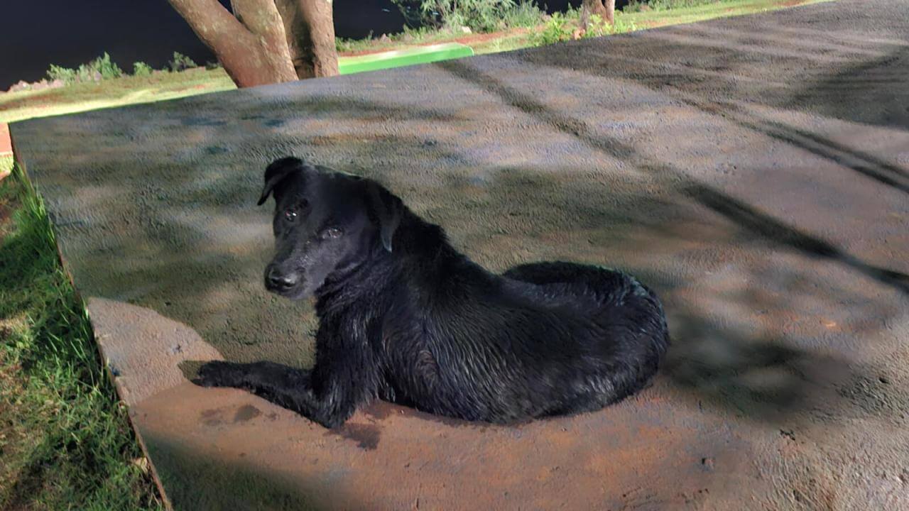 Cachorro é encontrado no bairro Região do Lago