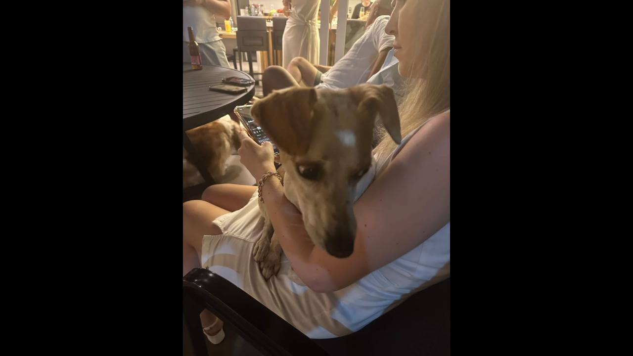 Cachorra é encontrada no bairro Country