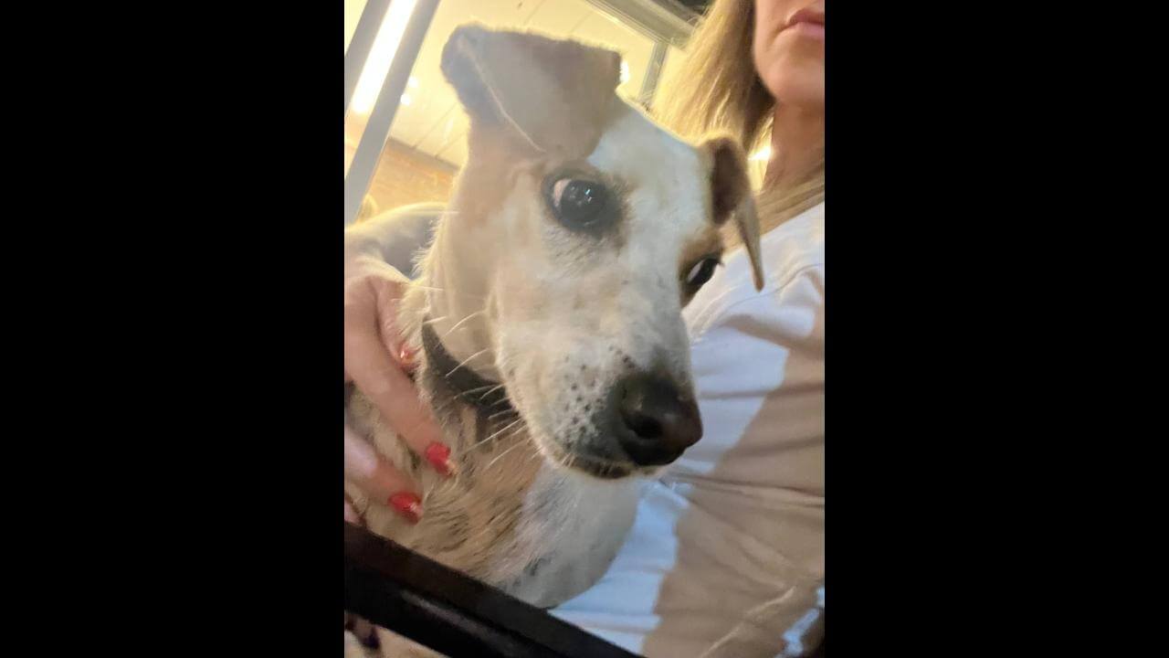 Cachorra é encontrada no bairro Country