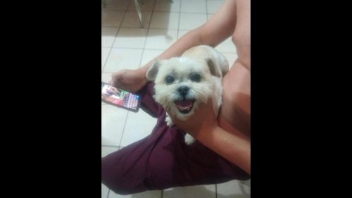 Imagem referente a Cachorra é encontrada no bairro Floresta