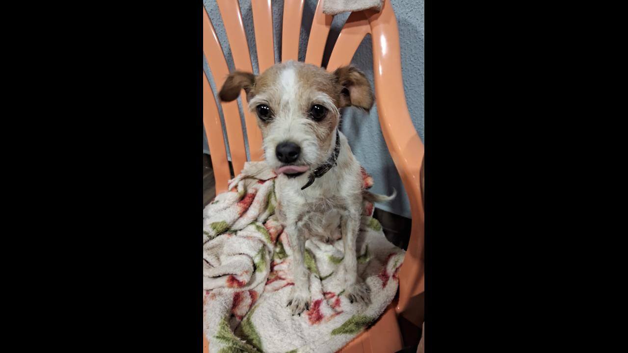 Cachorra é encontrada no bairro Universitário