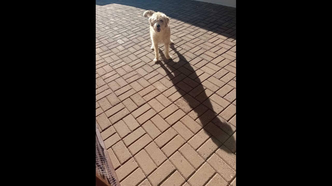 Cachorra Peludinha desapareceu no bairro Floresta