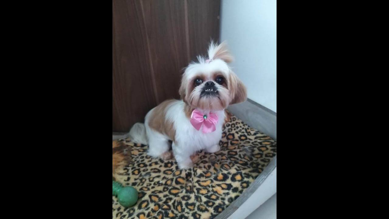 Cachorra Emilly desapareceu no bairro Nova Cidade