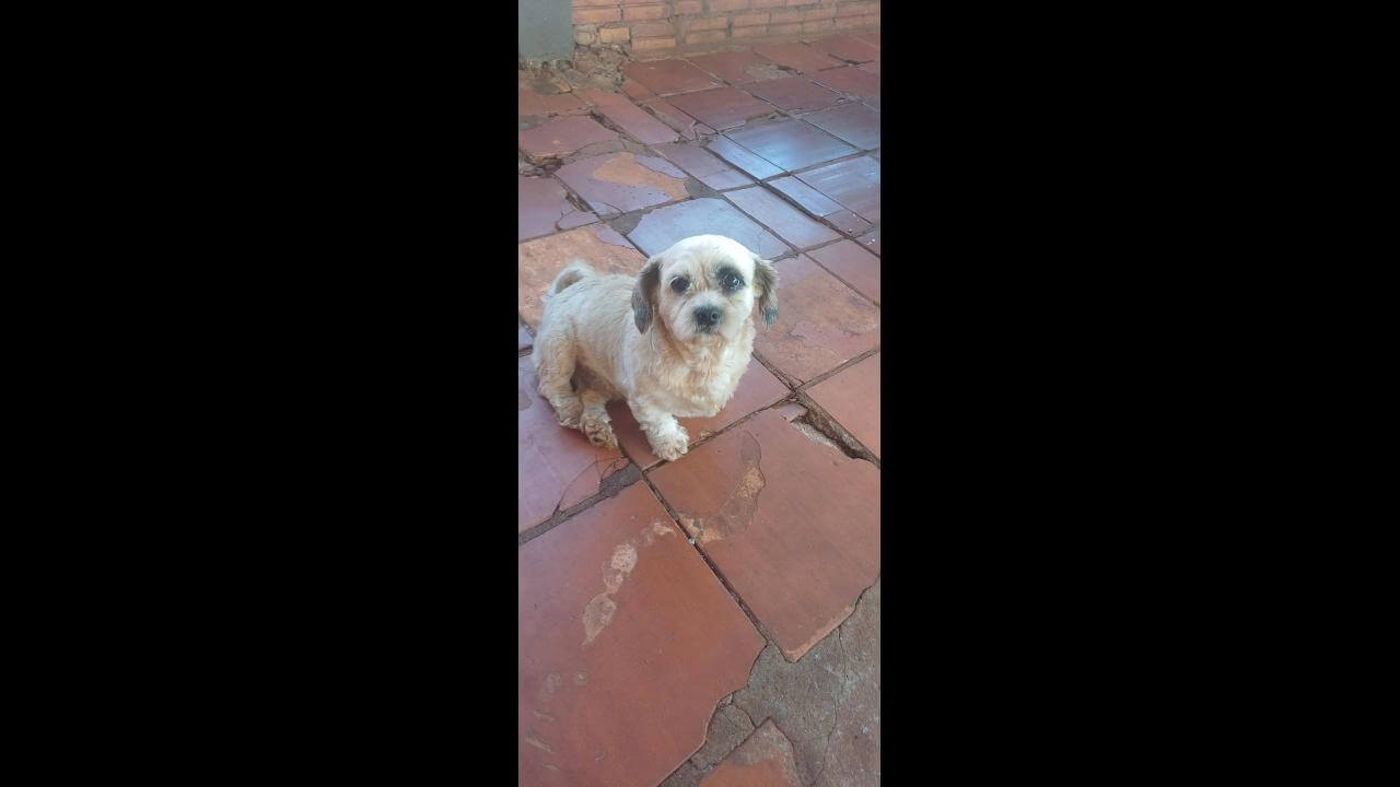Cachorra é encontrada no bairro Universitário