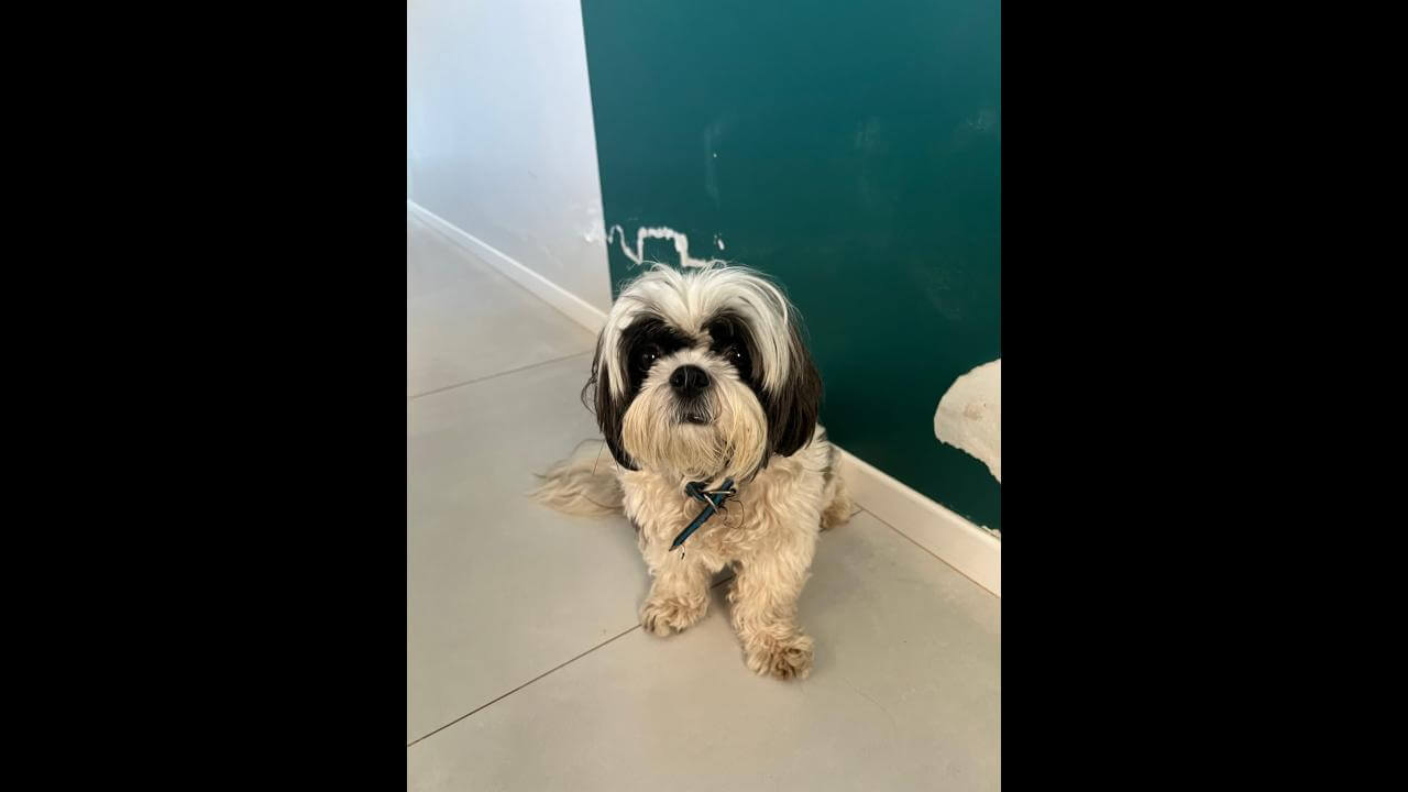 Cachorro é encontrado no bairro Universitário