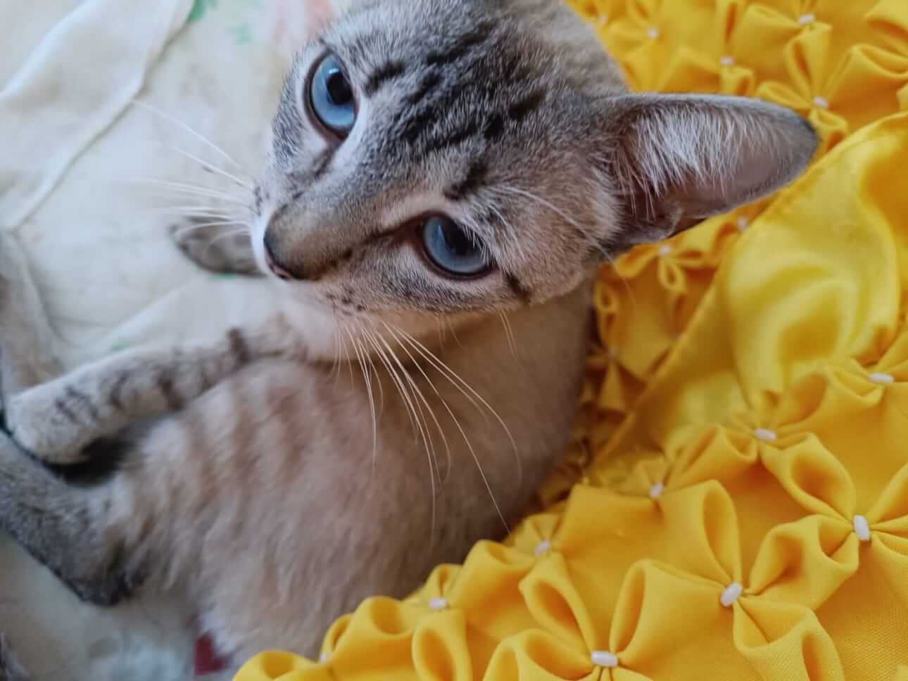 Gata é encontrada no bairro Cancelli