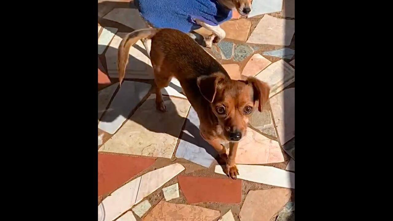 Cachorra Sky desapareceu no bairro Cancelli