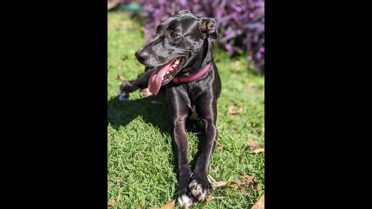 Cachorra Maraísa desapareceu no bairro Recanto Tropical