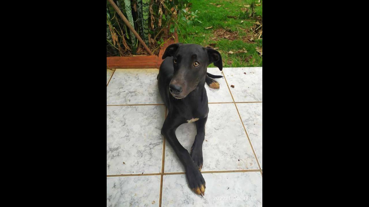 Cachorra Maraísa desapareceu no bairro Tropical II