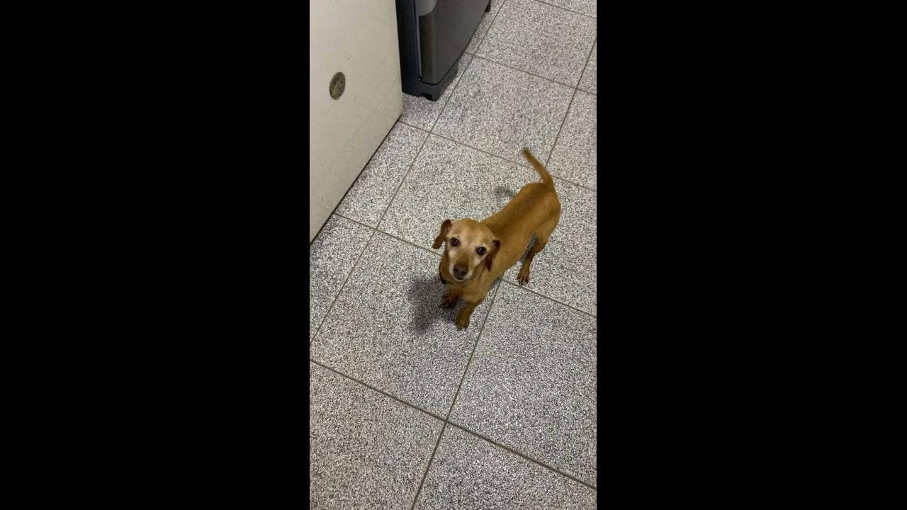 Cachorro Melado desapareceu no bairro Centro