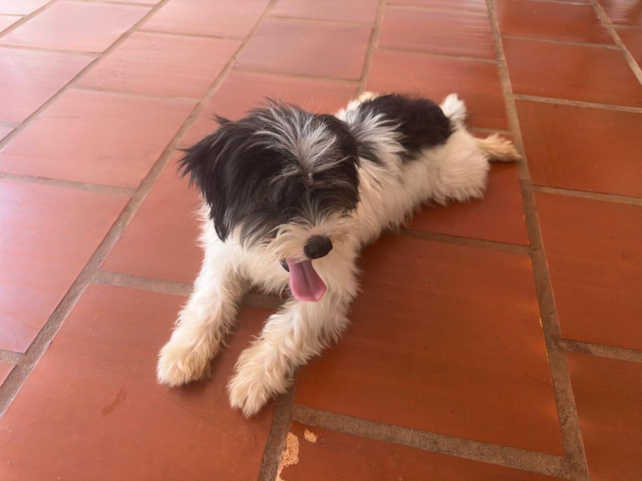 Cachorro é encontrado no bairro Neva