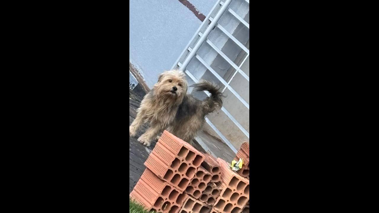 Cachorro é encontrado no bairro Canadá Cachorro é encontrado no bairro Canadá