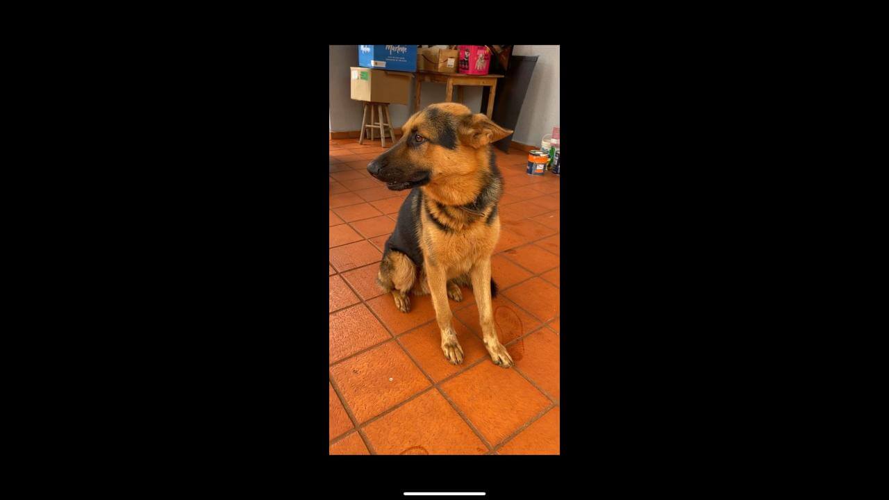 Cachorro Flash desapareceu no bairro São Salvador Cachorro Flash desapareceu no bairro São Salvador