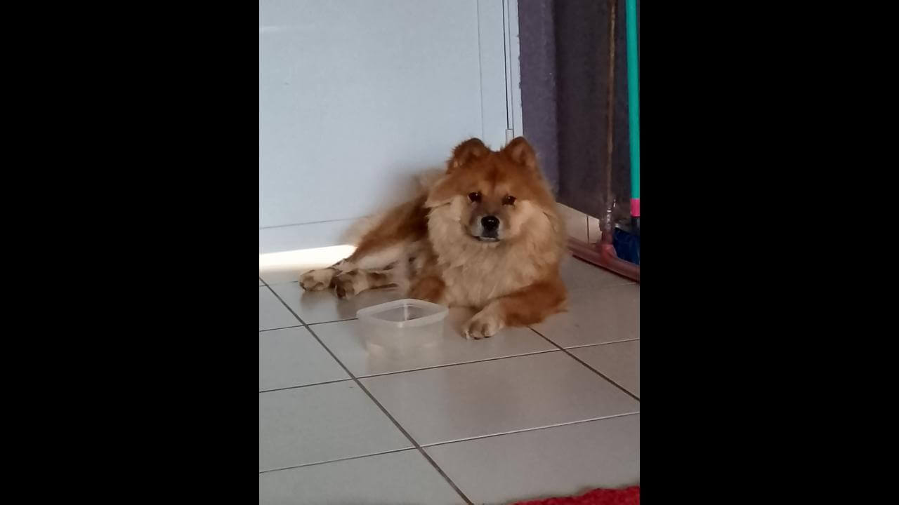 Cachorro é encontrado no bairro Parque Verde Cachorro é encontrado no bairro Parque Verde