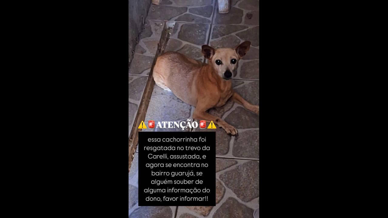 Cachorra é encontrada no bairro Universitário Cachorra é encontrada no bairro Universitário