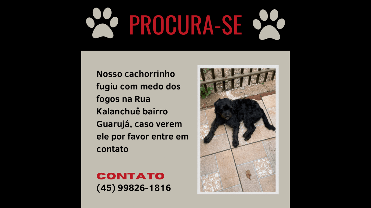 Cachorro Charllie desapareceu no bairro Guarujá Cachorro Charllie desapareceu no bairro Guarujá