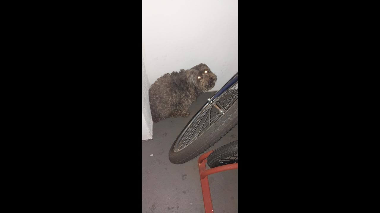 Cachorro é encontrado no bairro Centro Cachorro é encontrado no bairro Centro