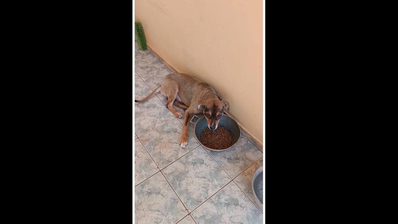 Cachorro Caramelo desapareceu no bairro Neva Cachorro Caramelo desapareceu no bairro Neva