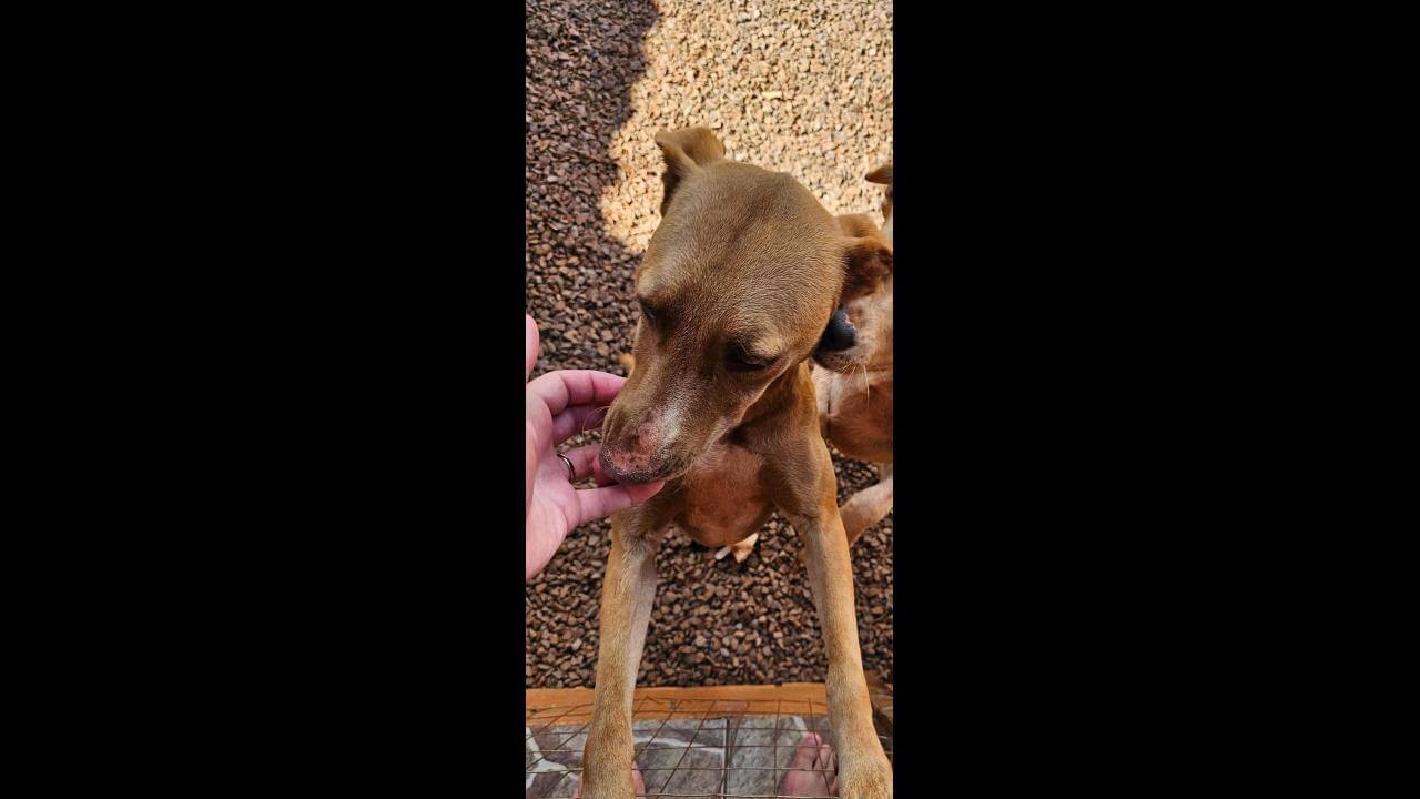 Cachorra Pandora desapareceu no bairro Cancelli Cachorra Pandora desapareceu no bairro Cancelli