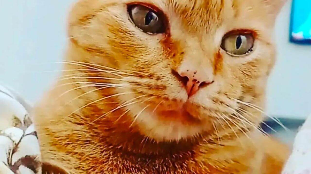 Gato Fred desapareceu no bairro Neva