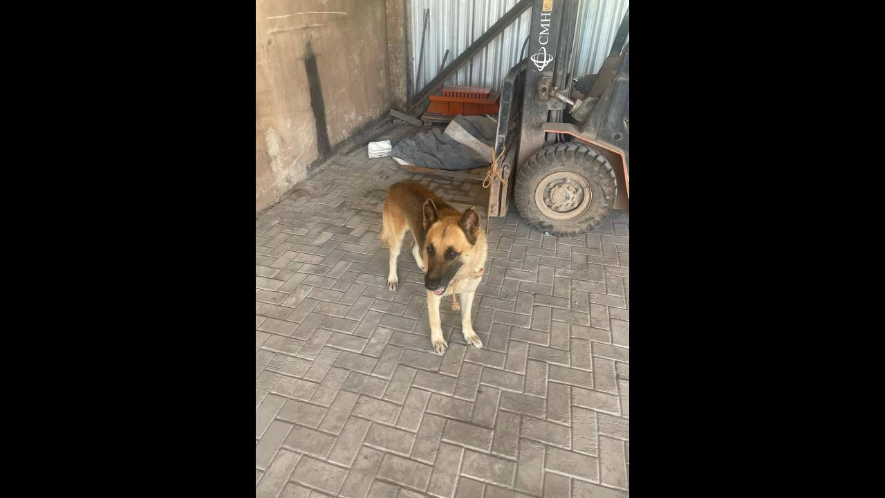 Cachorro é encontrado no bairro Santa Felicidade