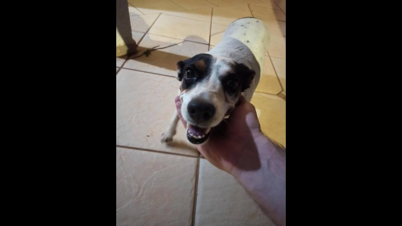 Cachorra é encontrada no bairro Coqueiral
