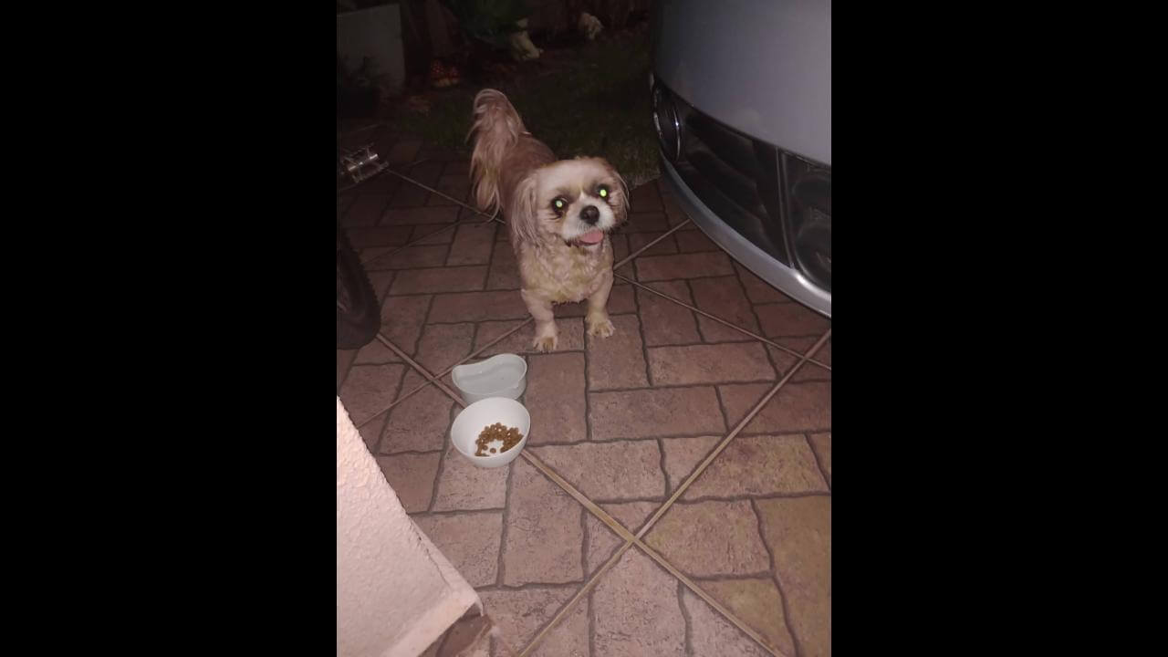 Cachorra é encontrada no bairro Jardim Montovani