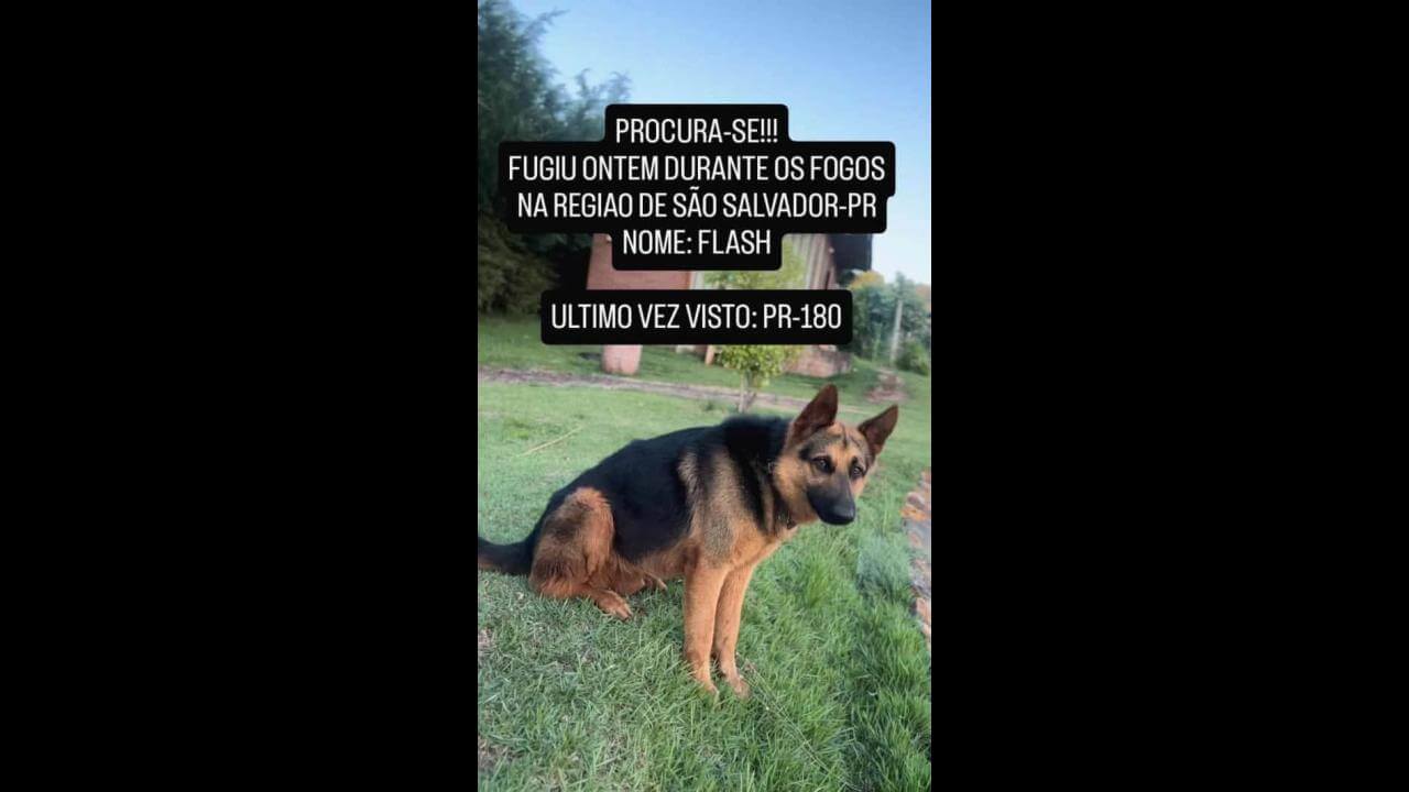 Cachorro Flash desapareceu no bairro São Salvador