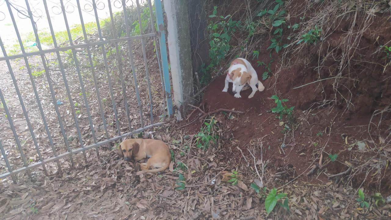 Cachorro é encontrado no bairro São Cristóvão