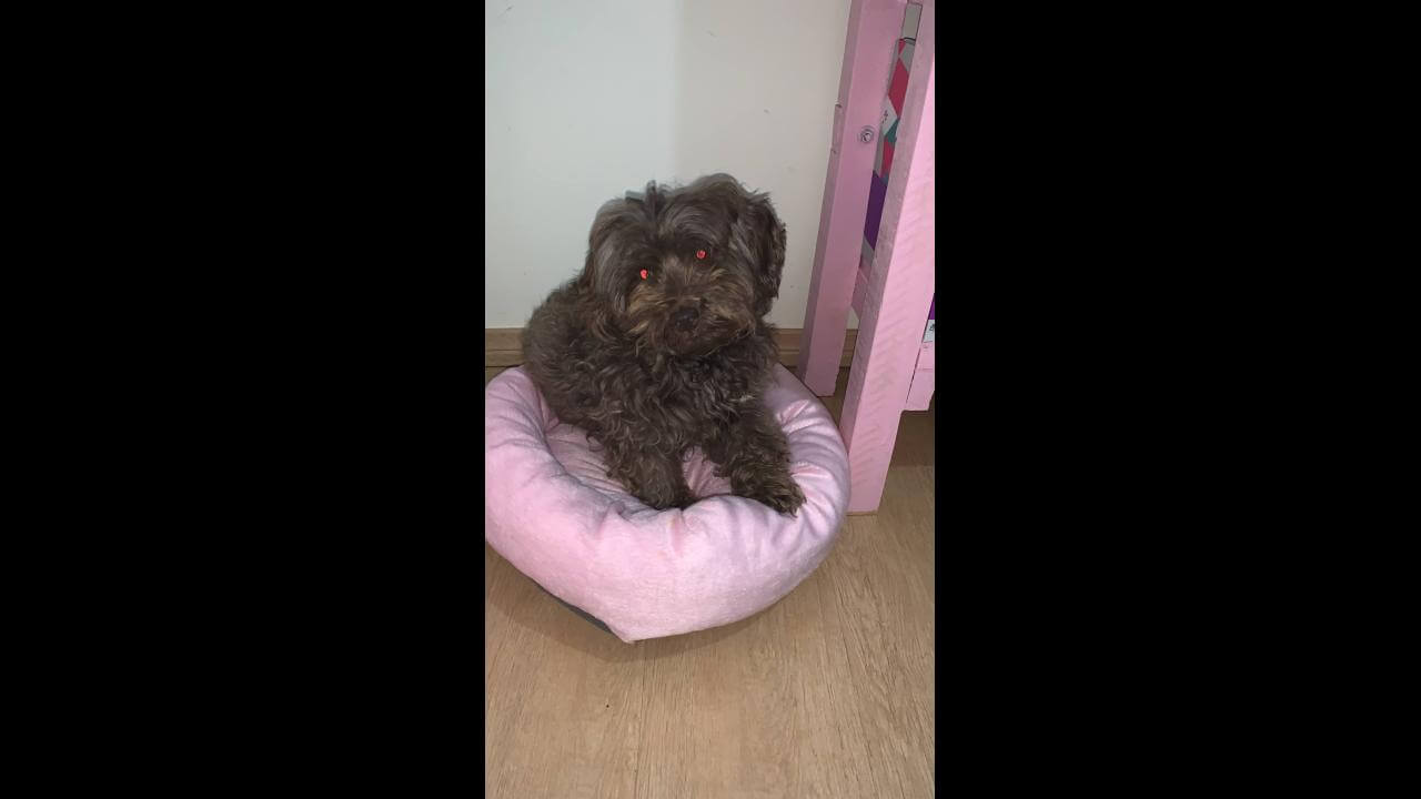 Cachorro é encontrado no bairro Centro