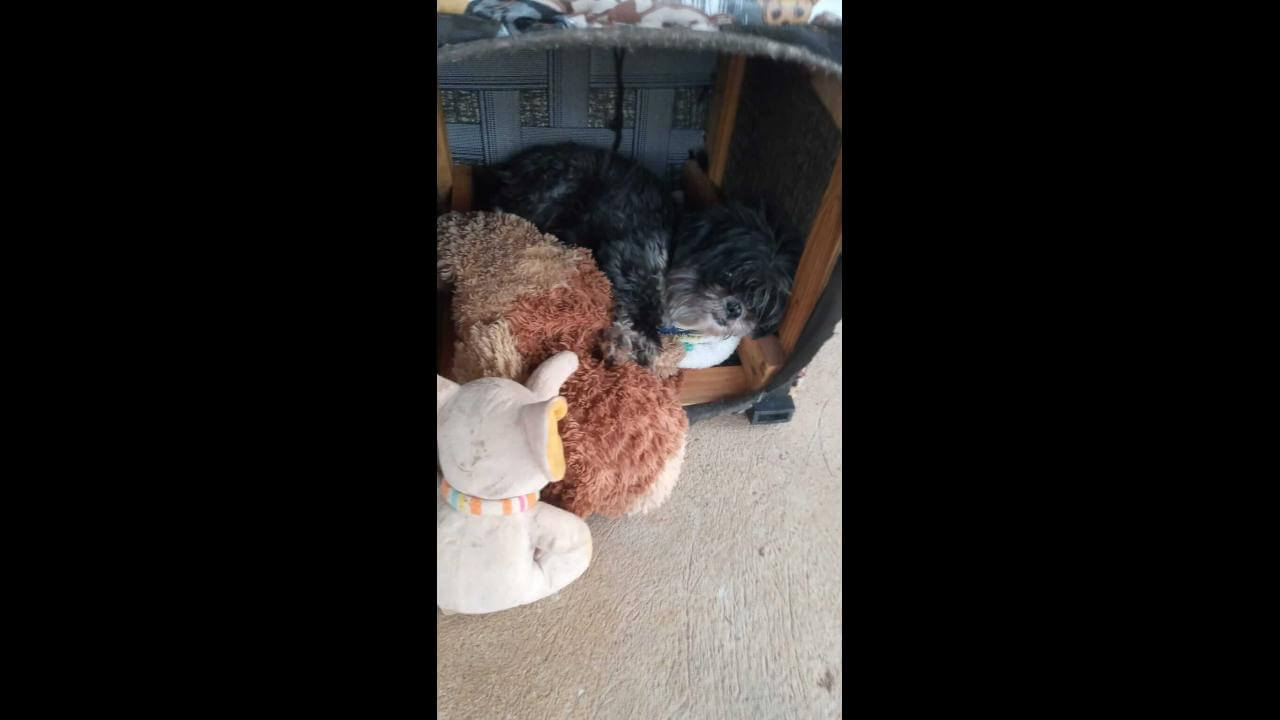 Cachorra Meg desapareceu no bairro Jardim Veneza