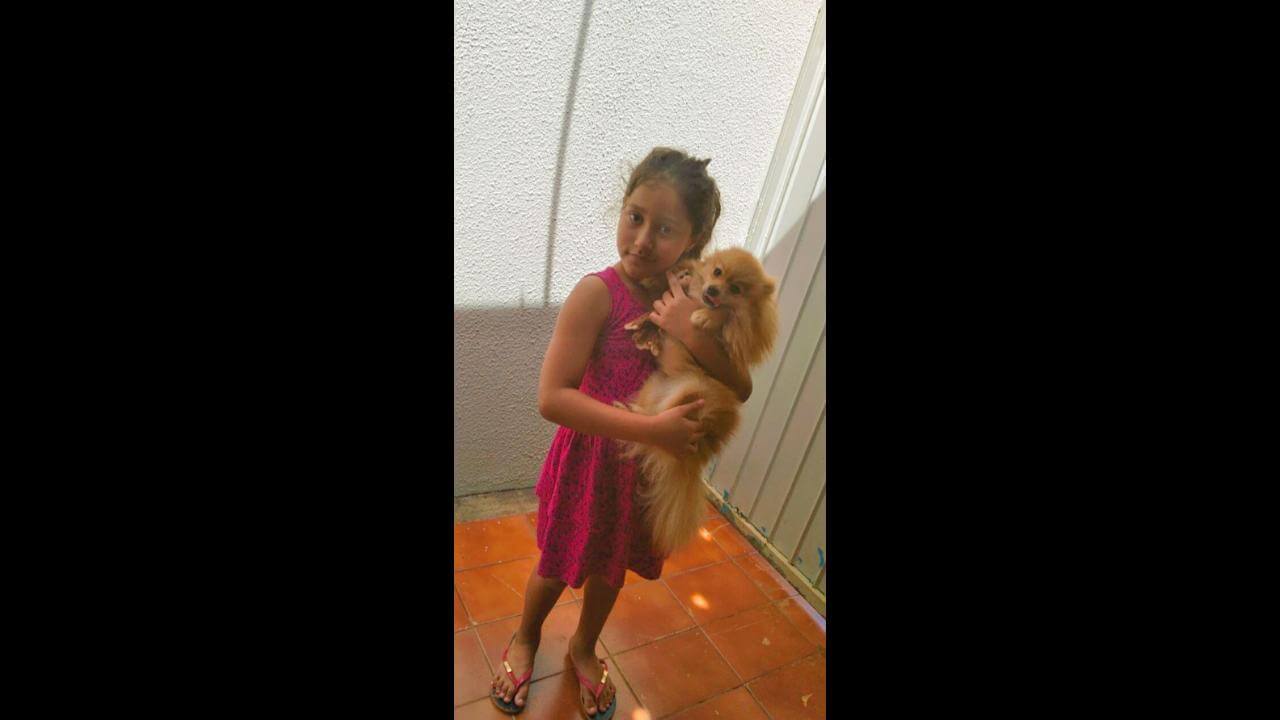 Cachorro Tedy desapareceu no bairro BR 277