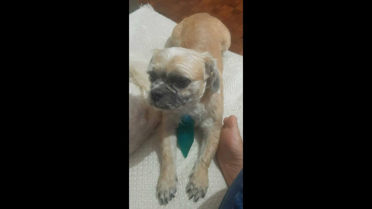 Cachorro Geromel desapareceu no bairro Periolo