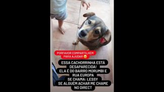 Imagem referente a Cachorra Lessy desapareceu no bairro Morumbi