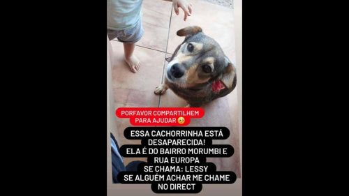 Imagem referente a Cachorra Lessy desapareceu no bairro Morumbi