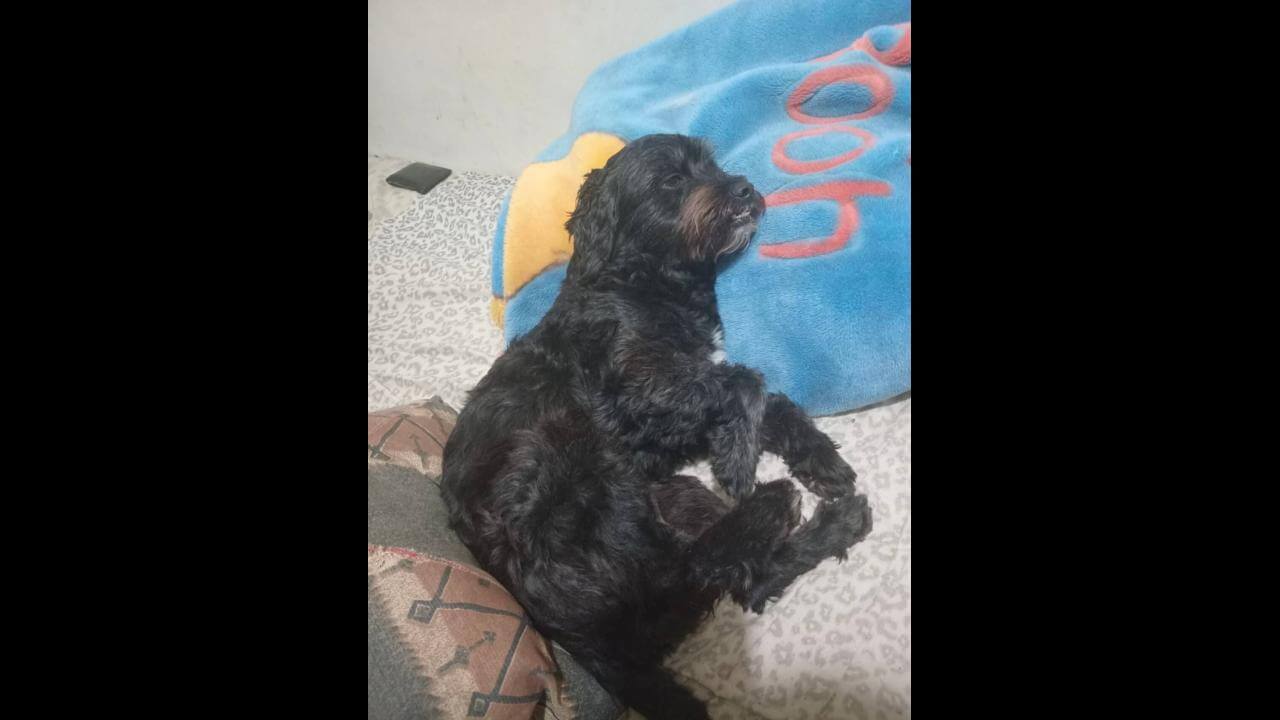 Cachorro Charlie desapareceu no bairro Guarujá