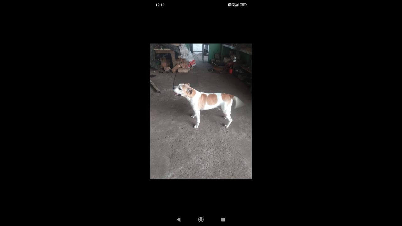 Cachorro Konan desapareceu no bairro Pacaembu